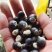 无患子种子