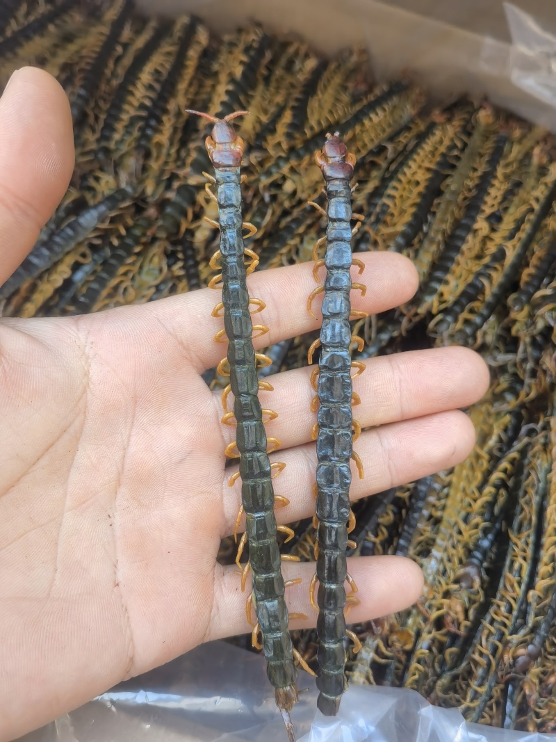 蜈蚣选今年新货规格齐全关书药业批发各种规格中药材