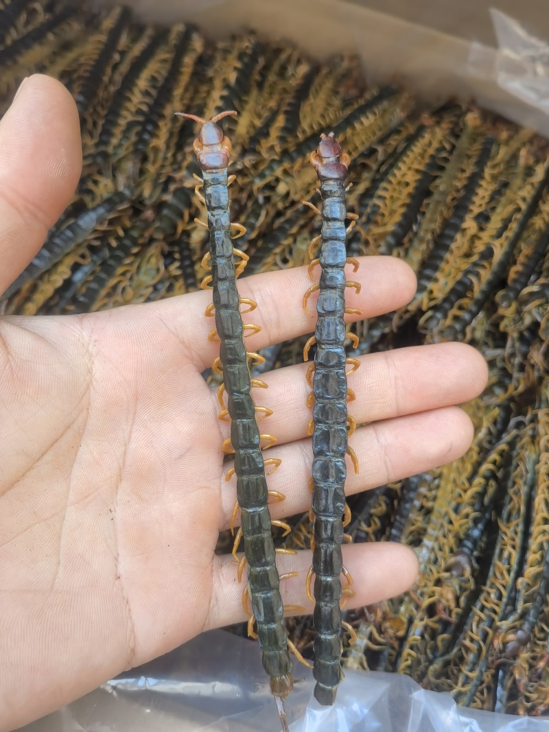 蜈蚣选今年新货规格齐全关书药业批发各种规格中药材