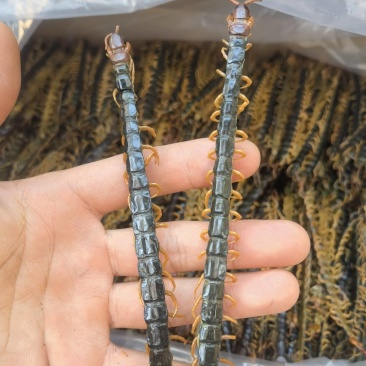 蜈蚣，新货上市蜈蚣规格齐全，关书药业品质保证