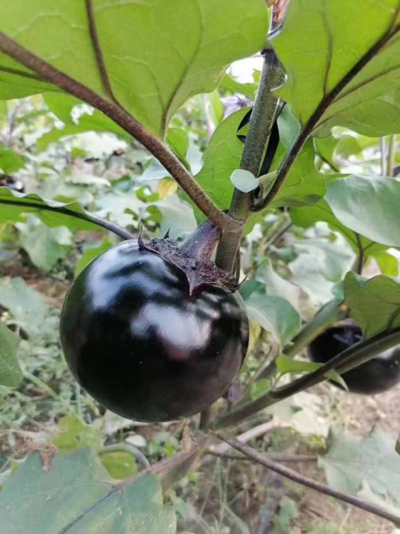 紫光圆茄，精品圆茄，产地直发，货源充足，欢迎来电