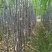 关东甘蔗/黑皮甘蔗/颜色节巴漂亮/产地货源/农户种植