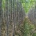 关东甘蔗/黑皮甘蔗/颜色节巴漂亮/产地货源/农户种植