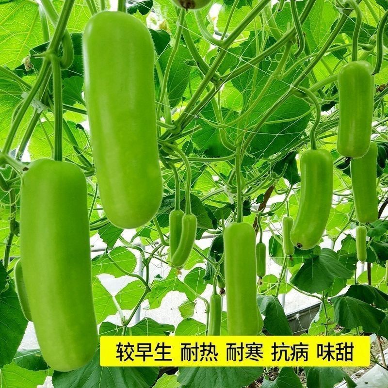 宁甫一号瓠瓜种子抗病早熟油绿甜瓠瓜耐老化蒲瓜种籽孑春