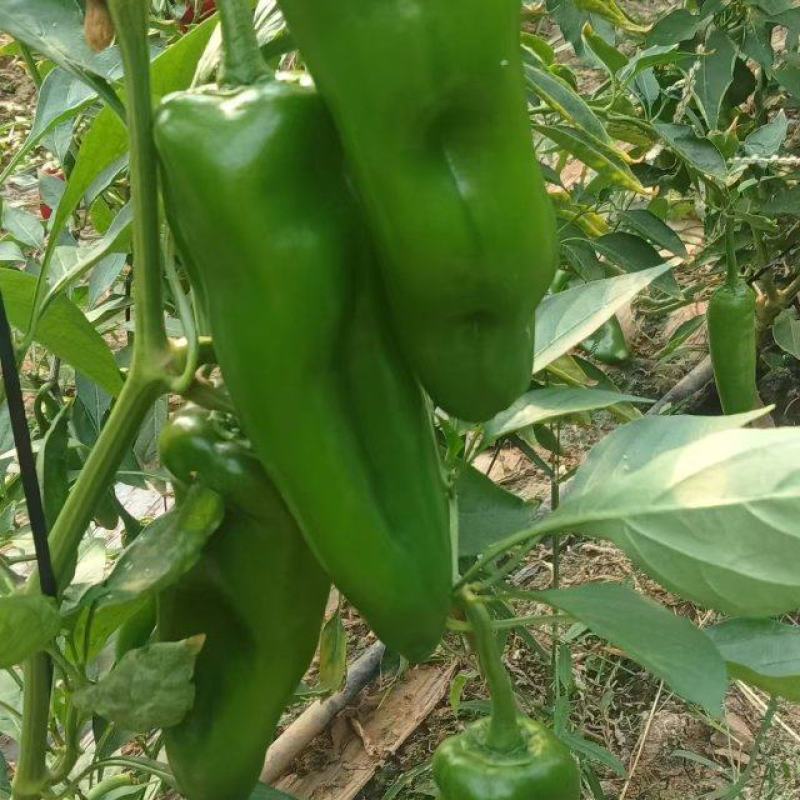 大棚青泡椒