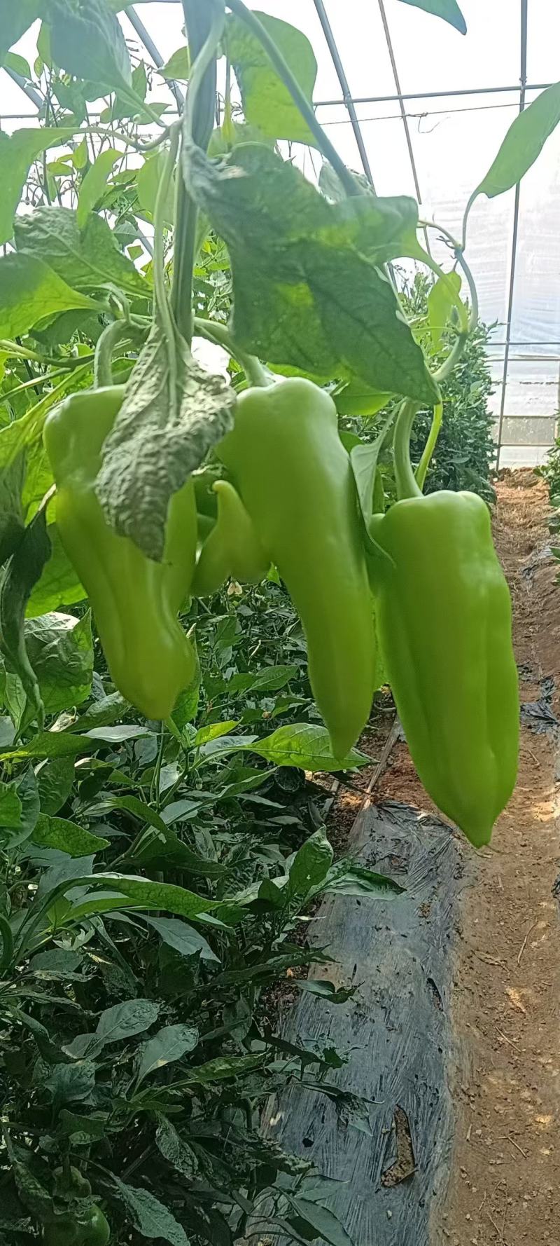 大棚青泡椒
