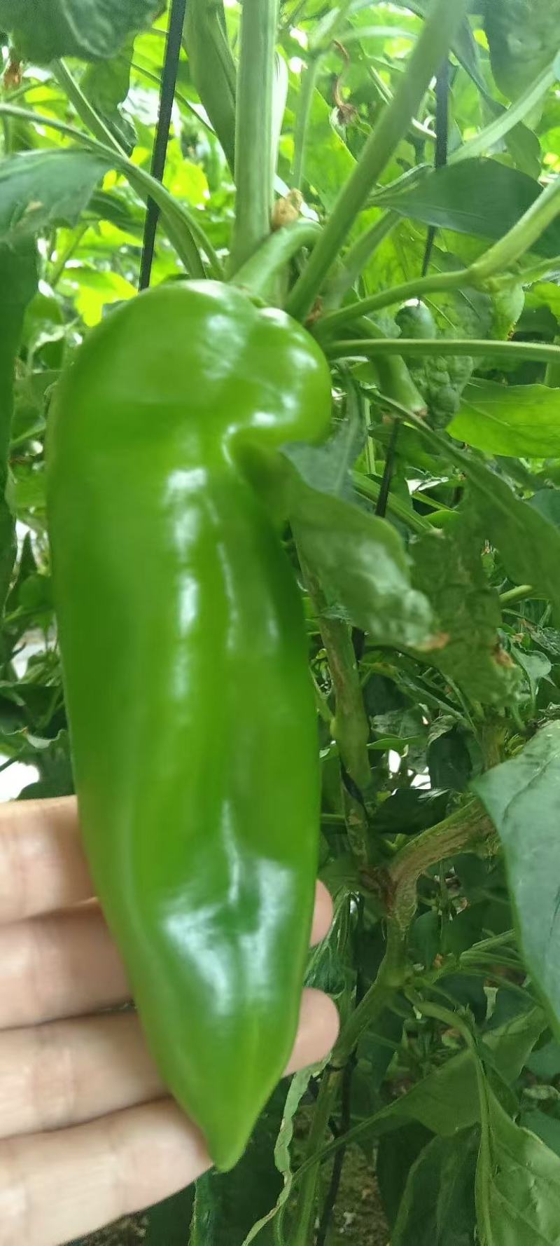 大棚青泡椒
