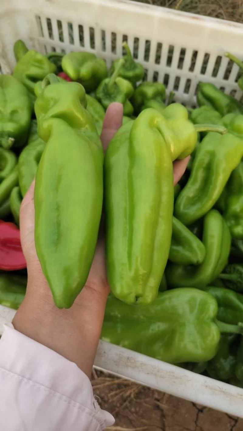大棚青泡椒