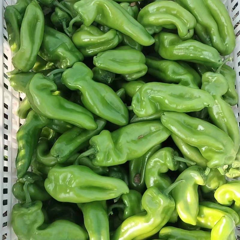 大棚青泡椒