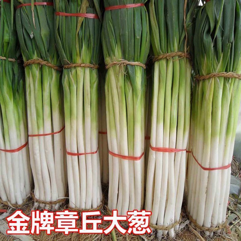 金牌章丘大葱种子四季葱种籽春秋蔬菜种籽香葱小孑葱籽蔬菜葱