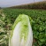 [优质白菜][精选可分拣]大量上市！价格美丽！