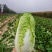 [优质白菜][精选可分拣]大量上市！价格美丽！