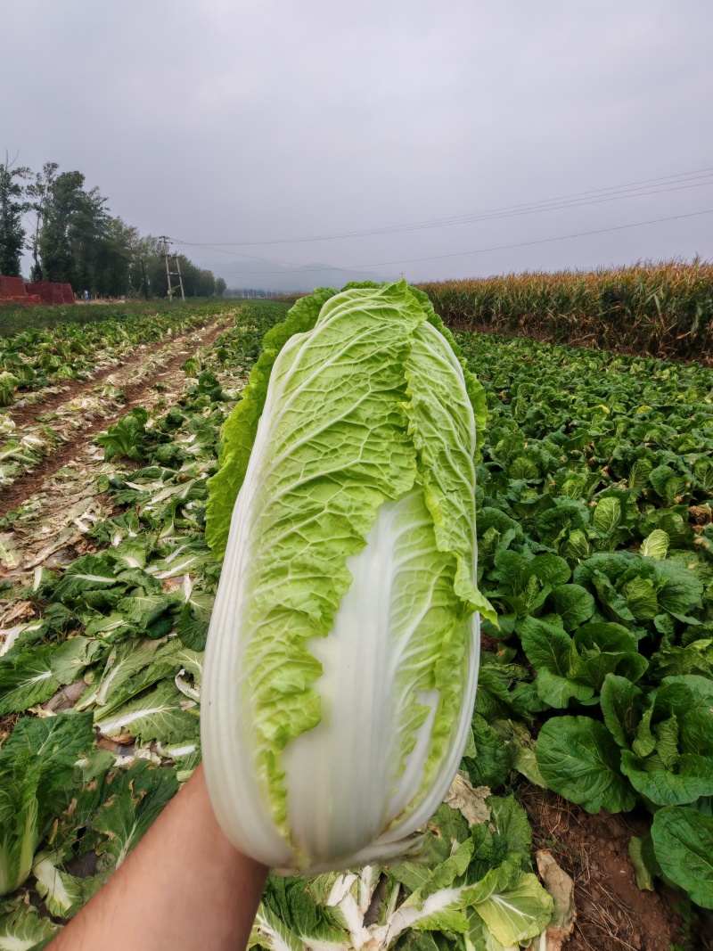 [优质白菜][精选可分拣]大量上市！价格美丽！