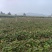 [西瓜红/烟薯][甜度++++++][产地直发]可分拣！