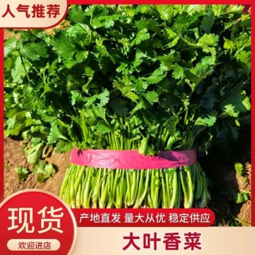辽宁锦州大叶香菜根粗杆绿可视频看货欢迎全国老板下单