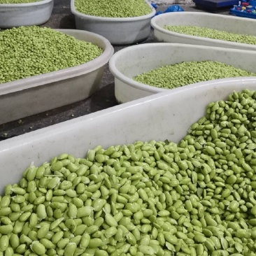 毛豆米毛豆粒毛豆仁品质好价格优惠量大价优，欢迎咨询