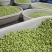 毛豆米毛豆粒毛豆仁品质好价格优惠量大价优，欢迎咨询