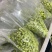 毛豆米毛豆粒毛豆仁品质好价格优惠量大价优，欢迎咨询