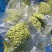 毛豆米毛豆粒毛豆仁品质好价格优惠量大价优，欢迎咨询