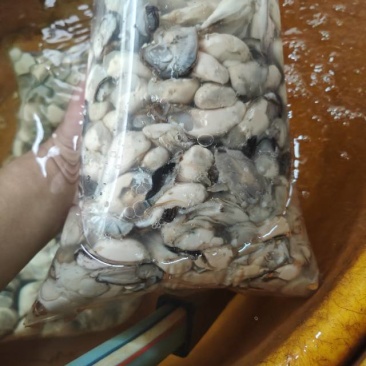新鲜生蚝，海鲜美味，**特惠！