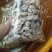 新鲜生蚝，海鲜美味，**特惠！