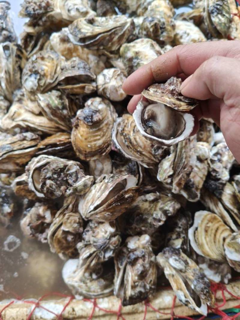 新鲜生蚝，海鲜美味，**特惠！