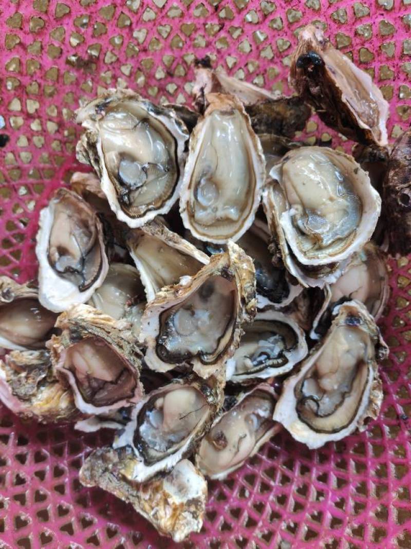 新鲜生蚝，海鲜美味，**特惠！