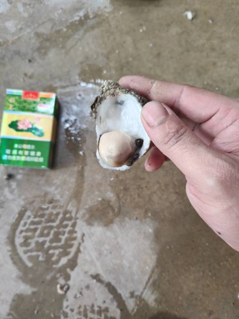 本店专注生蚝批发10年每天坚持现捕捞现发货，质量**