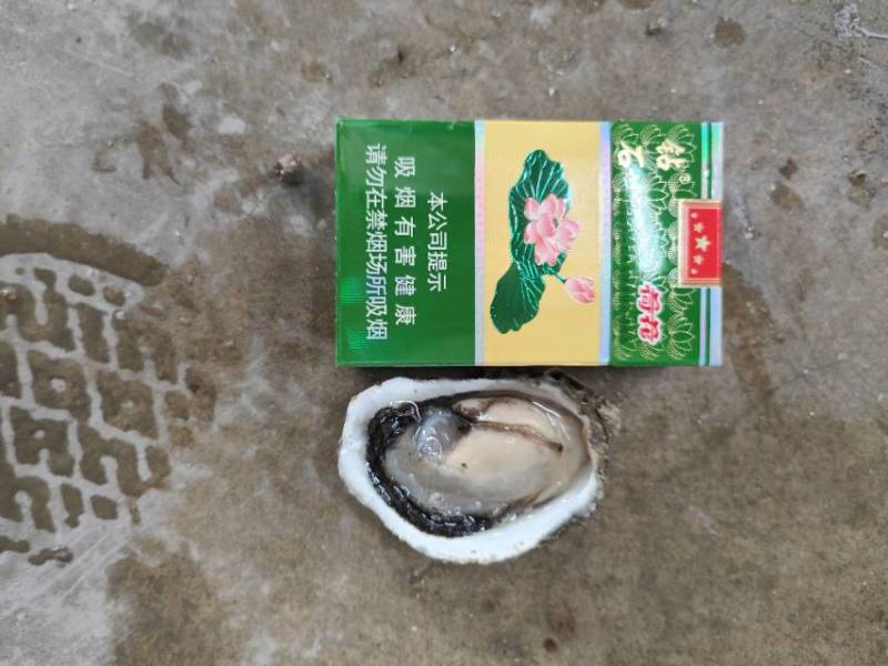 本店专注生蚝批发10年每天坚持现捕捞现发货，质量**