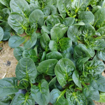 精品趴地菠菜，大量供货，产地直发一手货源，手工干净。