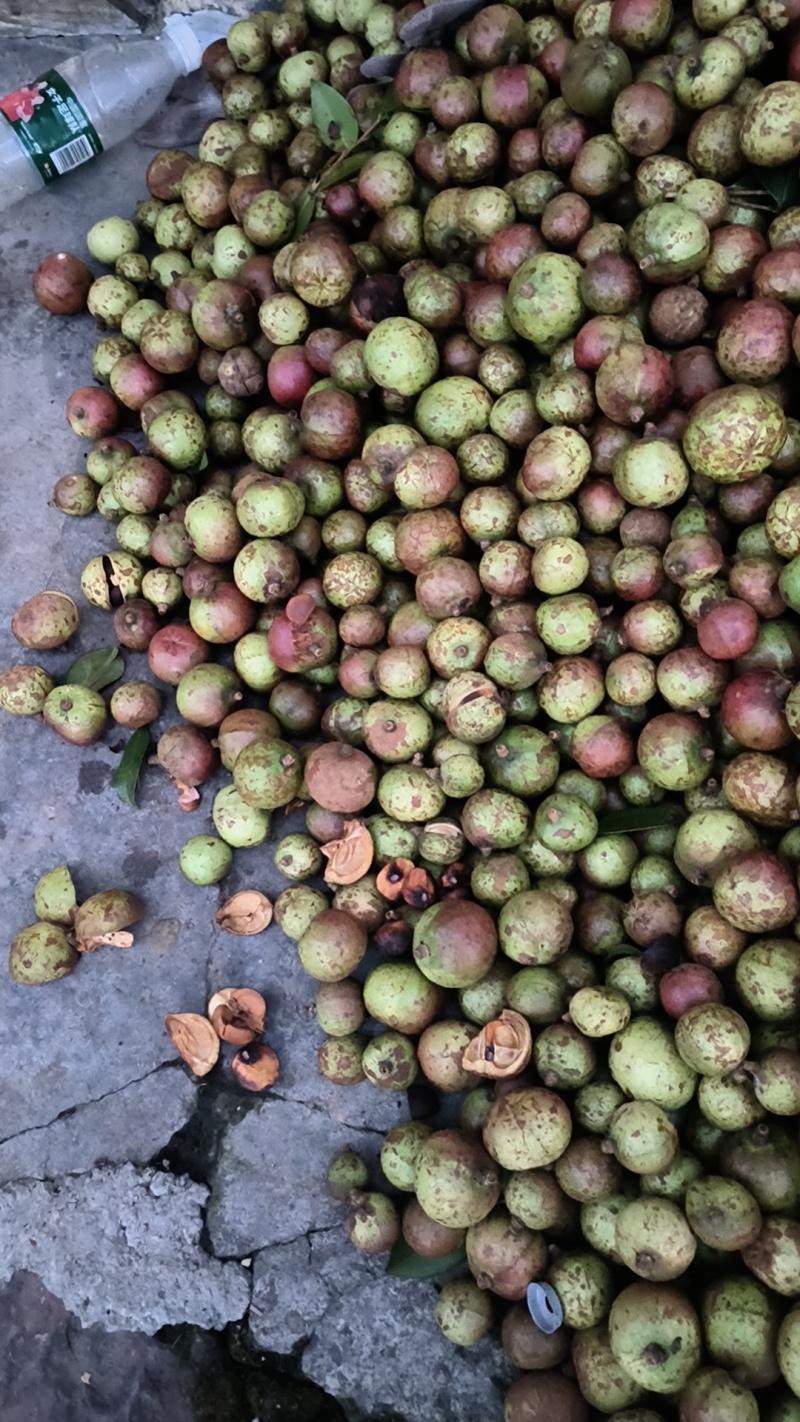 油茶仔