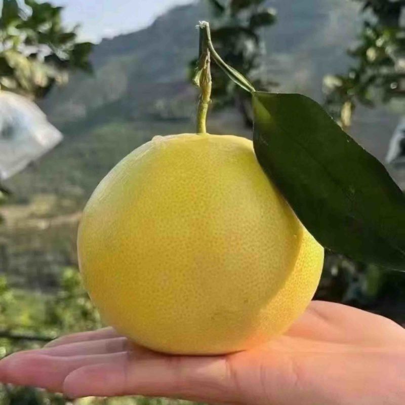 葡萄柚