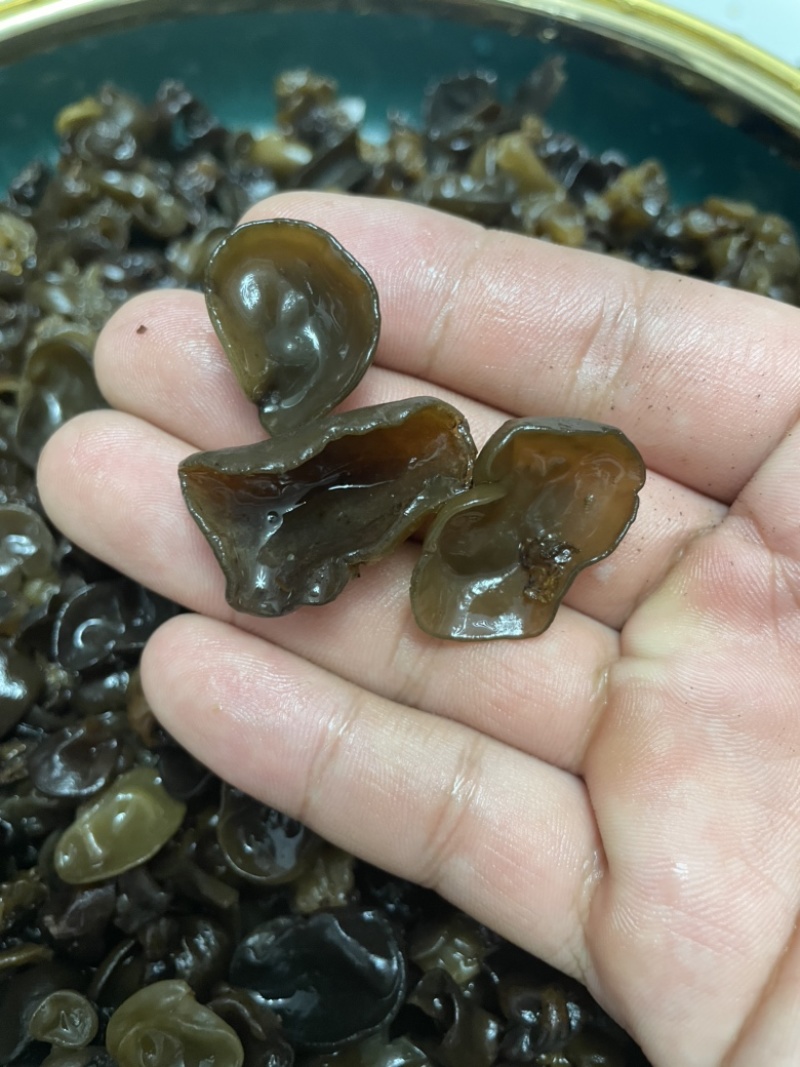 黑木耳精选优质质量保证价格实惠诚信经营欢迎咨询