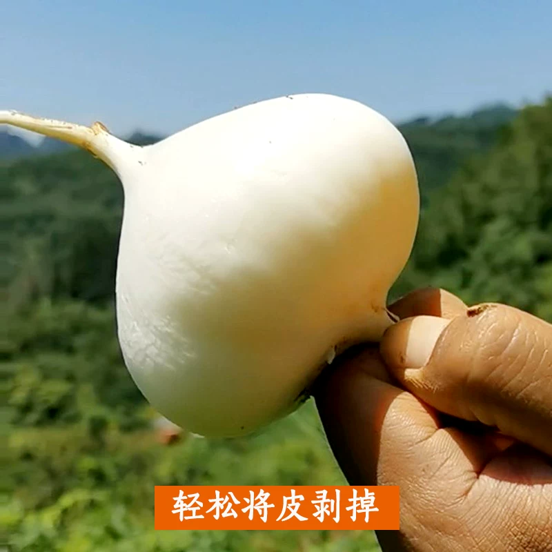 凉薯大量上市，对接各大市场商超电商，货源充足，品质有保障