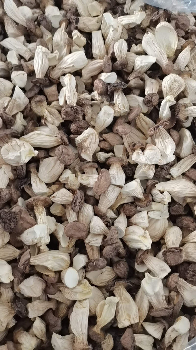 杏鲍菇片嫩仔颗粒等