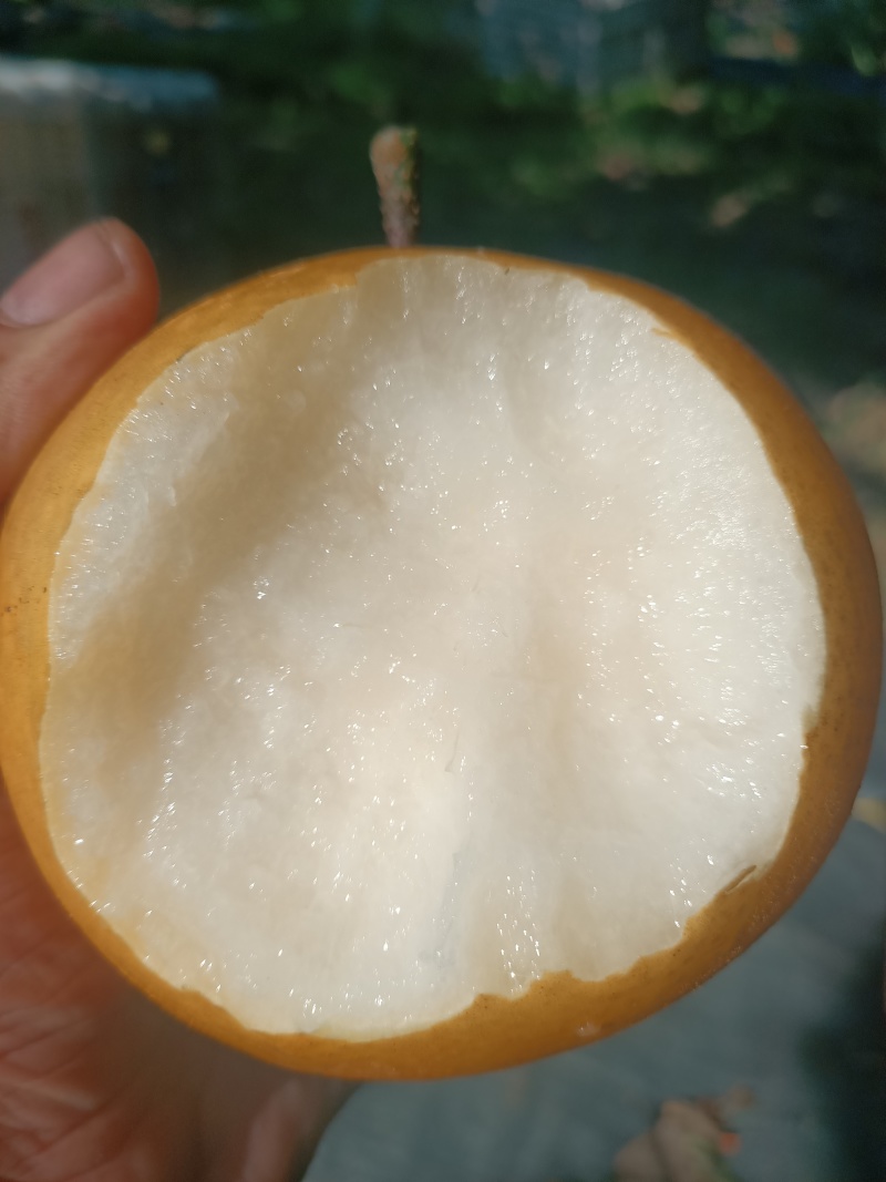 冷库秋月梨