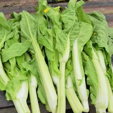 湖北白菜苔产地直供质量保证对接各大市场商超电商