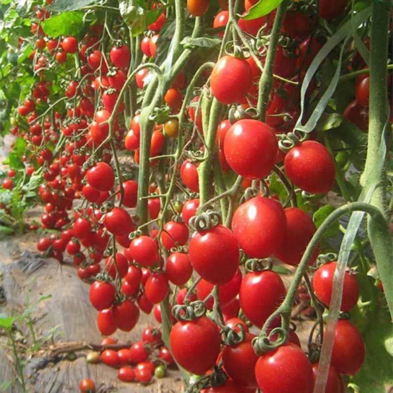 T603樱桃番茄种子冰淇淋番茄无限生长基地采摘园种植