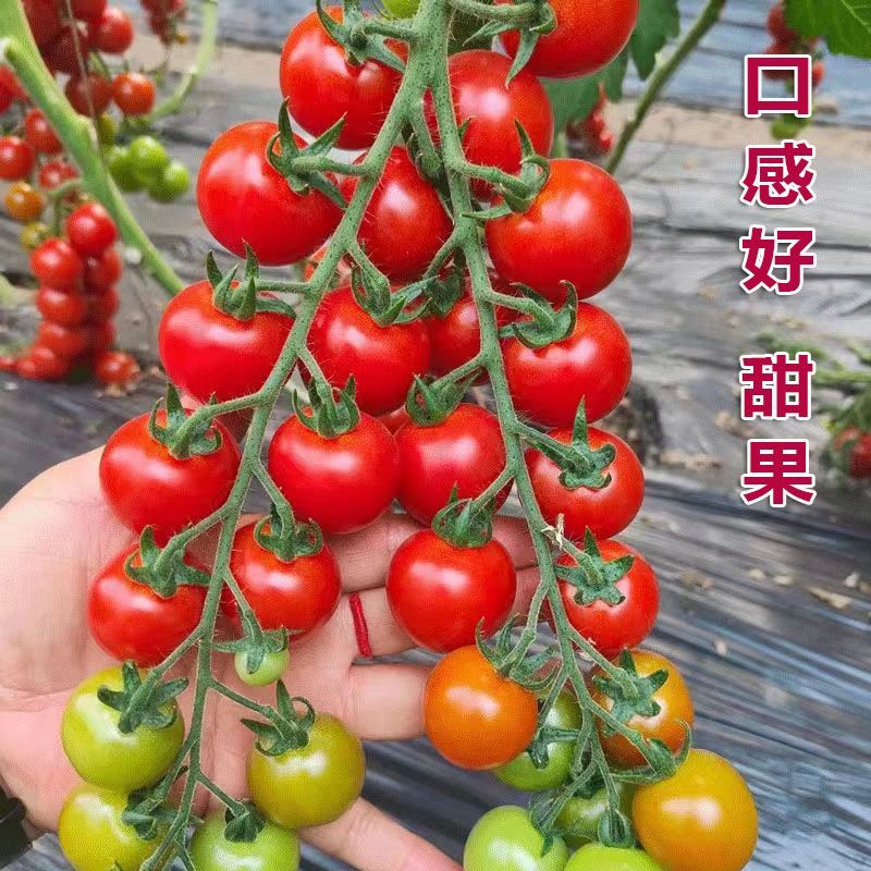 T603樱桃番茄种子冰淇淋番茄无限生长基地采摘园种植