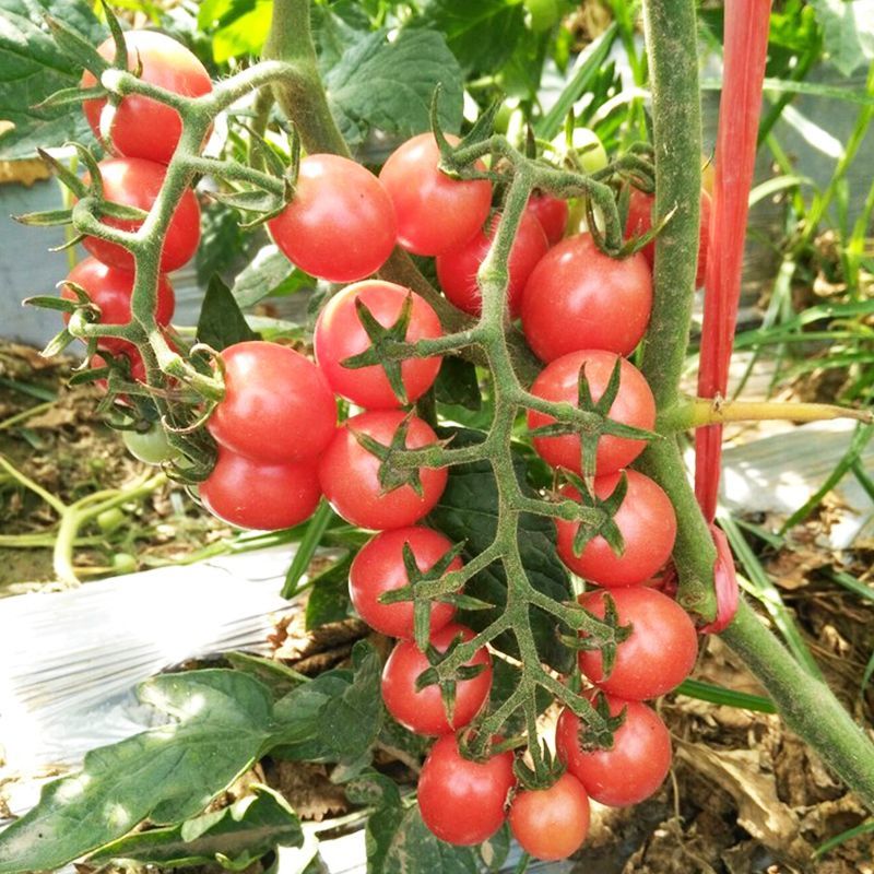 T603樱桃番茄种子冰淇淋番茄无限生长基地采摘园种植