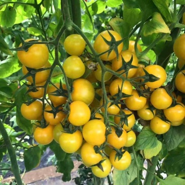 星福800番茄种子不易裂果无畸形果口感好西红柿种籽农家蔬