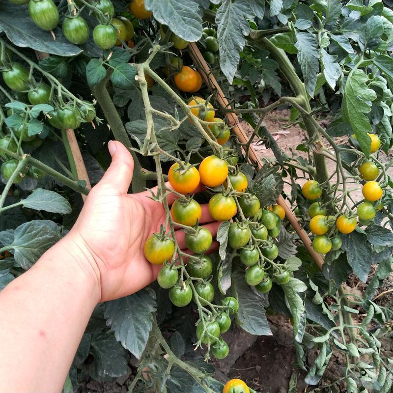 星福800番茄种子不易裂果无畸形果口感好西红柿种籽农家蔬