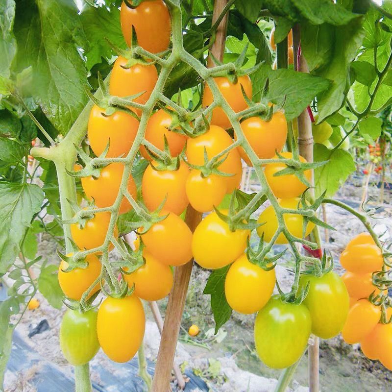 星福800番茄种子不易裂果无畸形果口感好西红柿种籽农家蔬