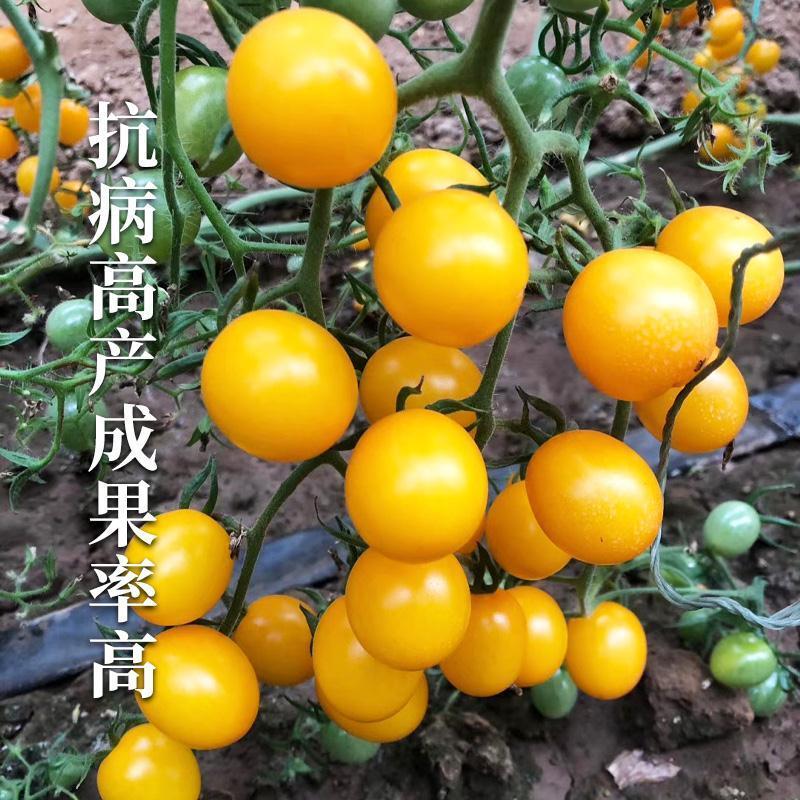 星福800番茄种子不易裂果无畸形果口感好西红柿种籽农家蔬