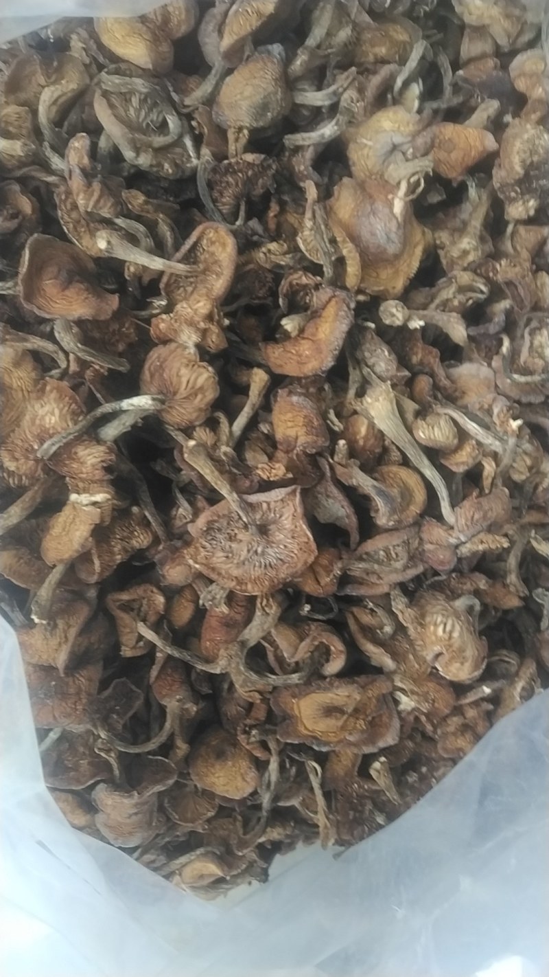 榛蘑大量上市品质保证量大价优支持视频看货欢迎来电