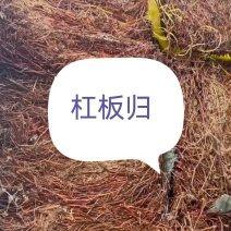 杠板归，货源充足
