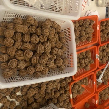 文玩核桃批发零售