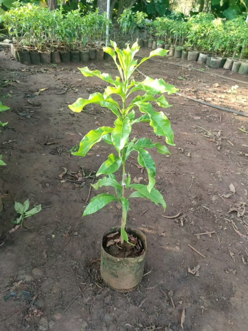 黄晶果黄宝石6号冬蜜嫁接苗四季大果品种，有嫁接苗，靠接苗
