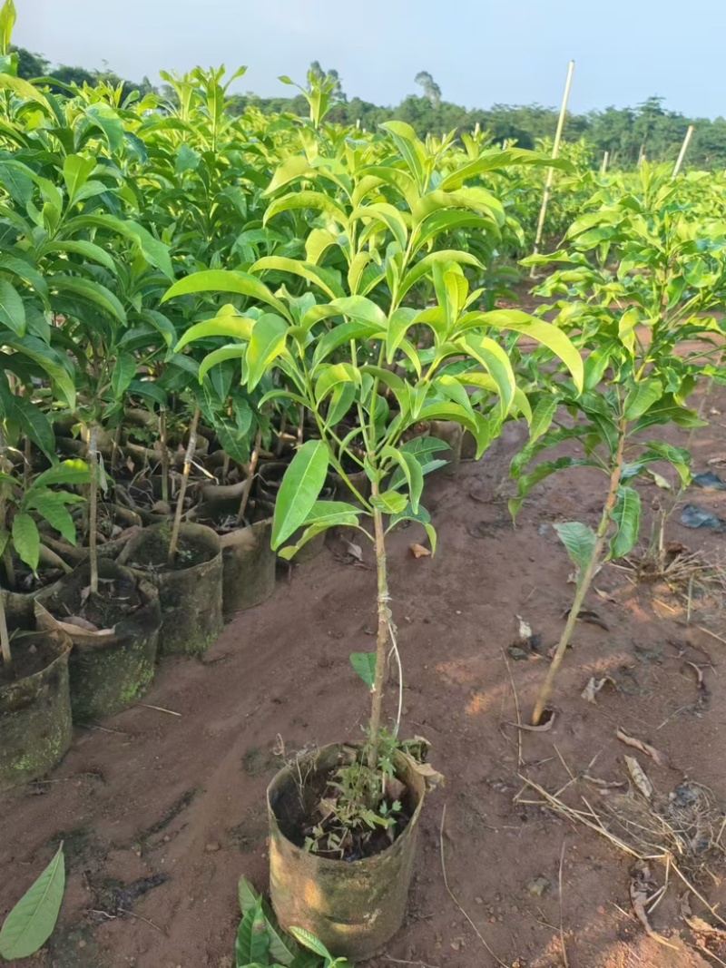 黄晶果黄宝石6号冬蜜嫁接苗四季大果品种，有嫁接苗，靠接苗