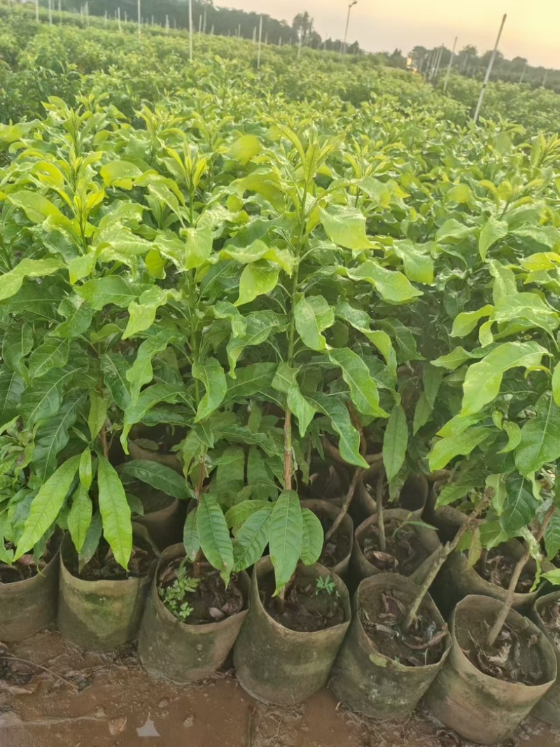 黄晶果黄宝石6号冬蜜嫁接苗四季大果品种，有嫁接苗，靠接苗
